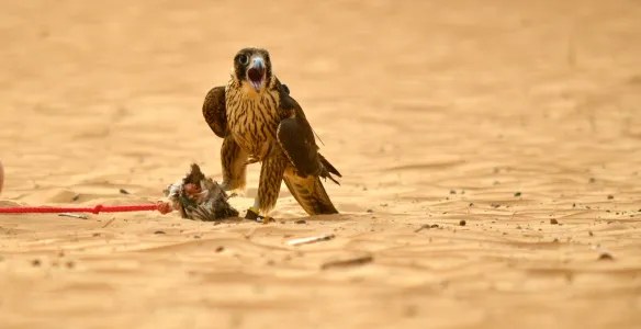 A falcon on the sand