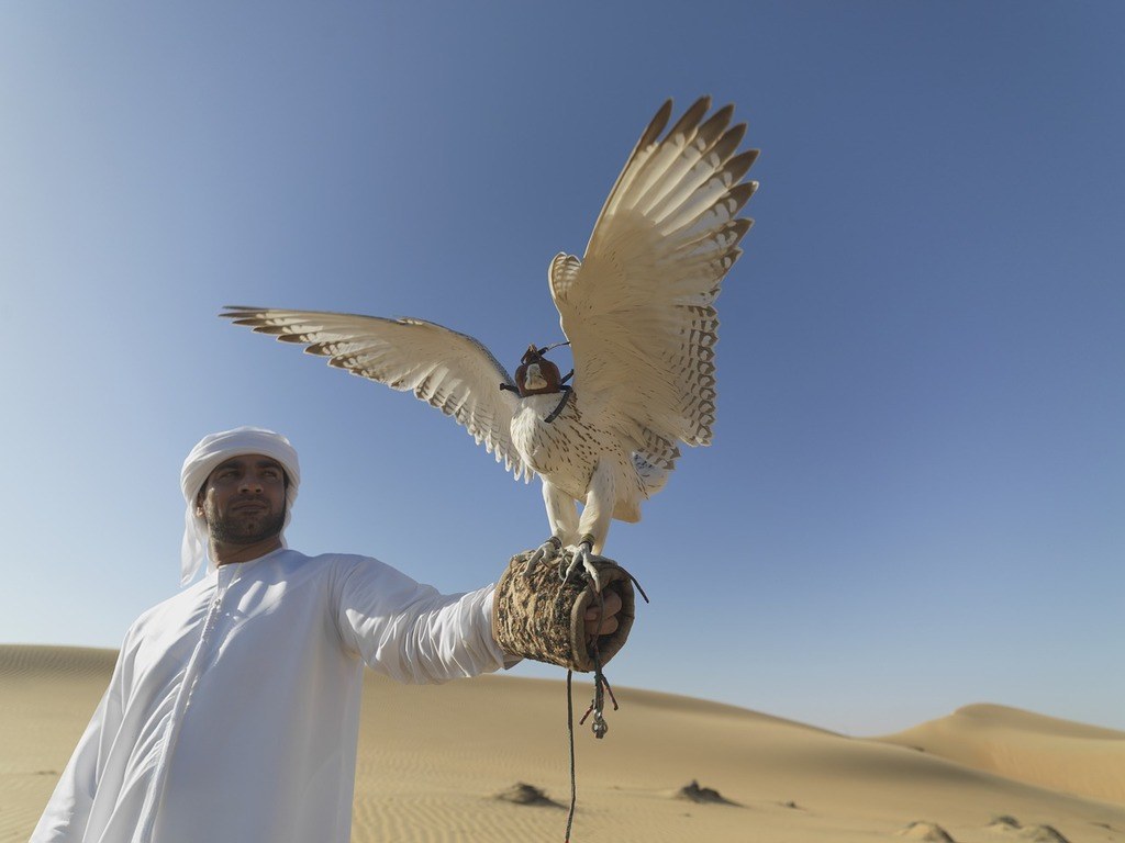 Desert Falconry Experience