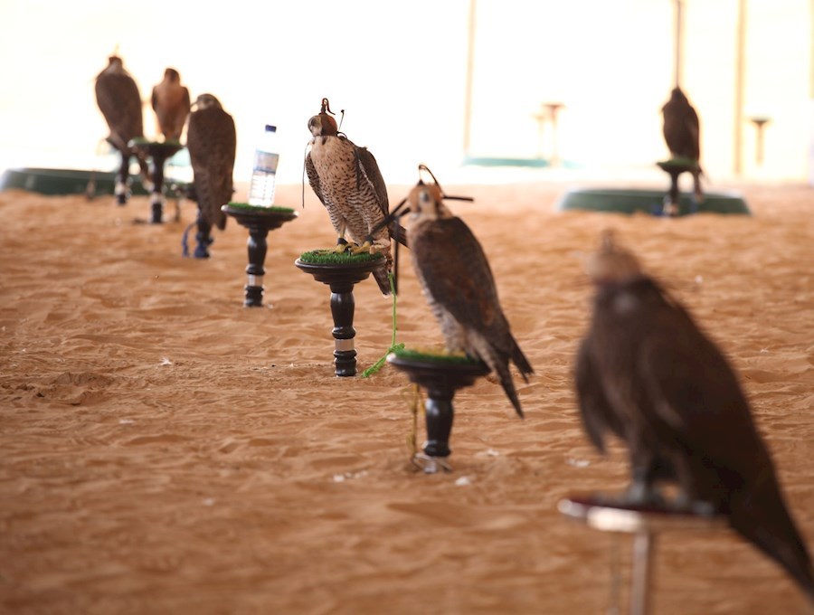 Hands-On Falconry