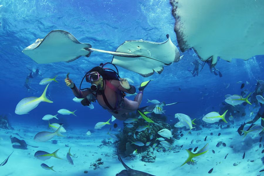 Marine Life Encounters